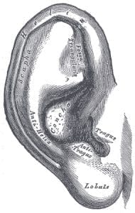 Gray's Anatomy of the Ear (Click to Enlarge)