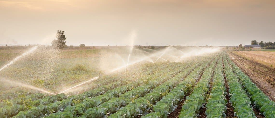 Field of lettuce being watered