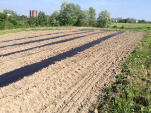Picture of a field before planting seeds.