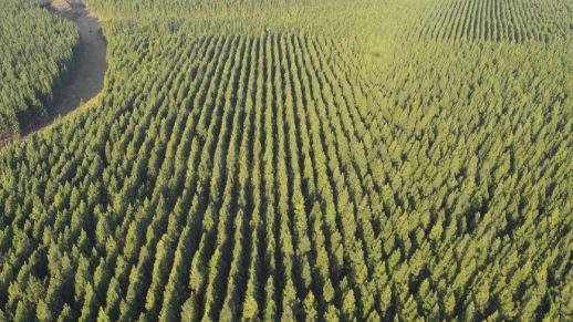 ST Forest (Australia)