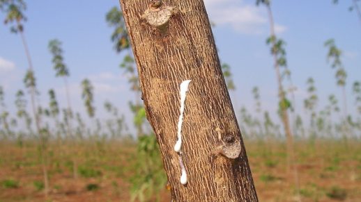 tree-forest-plant-wood-trunk-wildlife-1160817-pxhere.combanner-1
