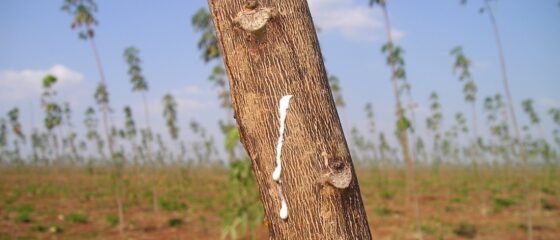 Rubber Tapping Robot or How the STM32WL Helped Triple Yields Rubber Tapping Robot or How the STM32WL Helped Triple Yields